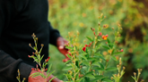 bhoomika_product_pulses